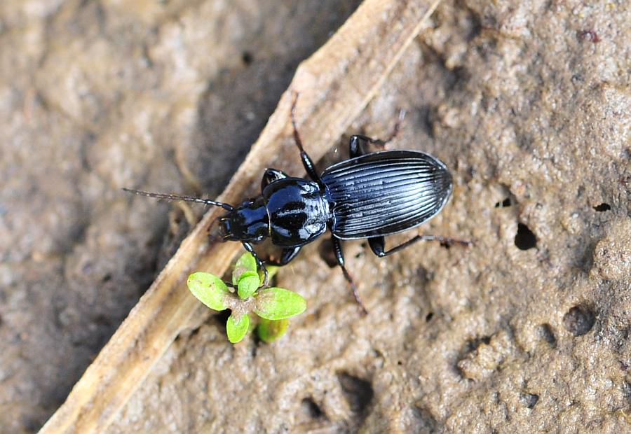 Perostichus nigrita (cf)